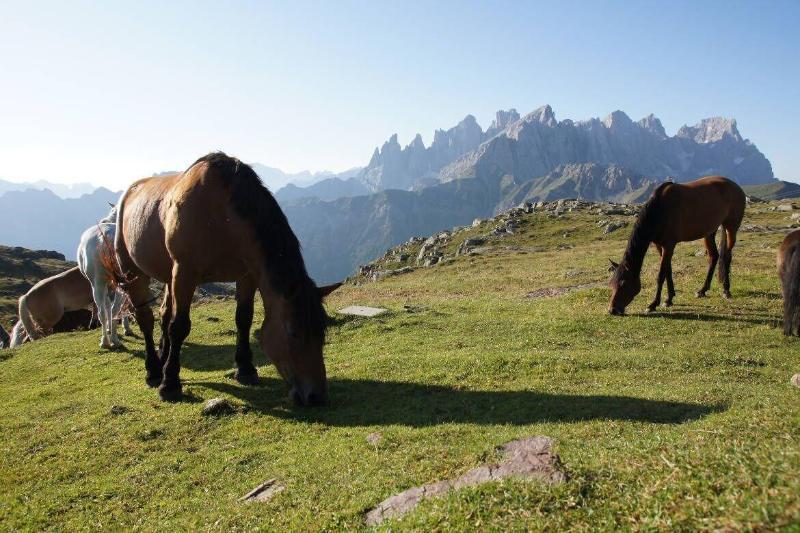 Hotel Stella Alpina Falcade Kültér fotó